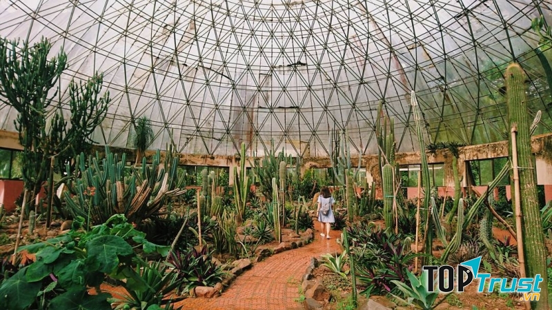 Vườn xương rồng