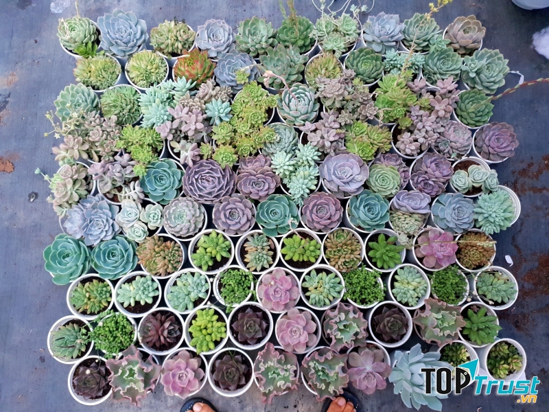 Bá Vương garden - Vườn sen đá Đà Lạt