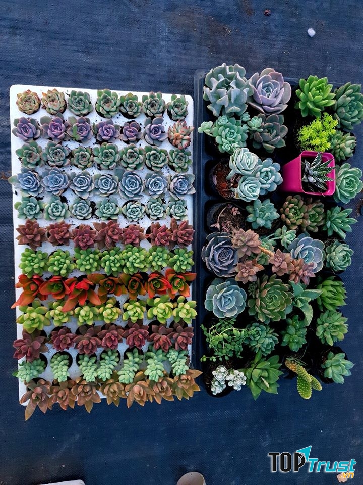 Bá Vương garden - Vườn sen đá Đà Lạt