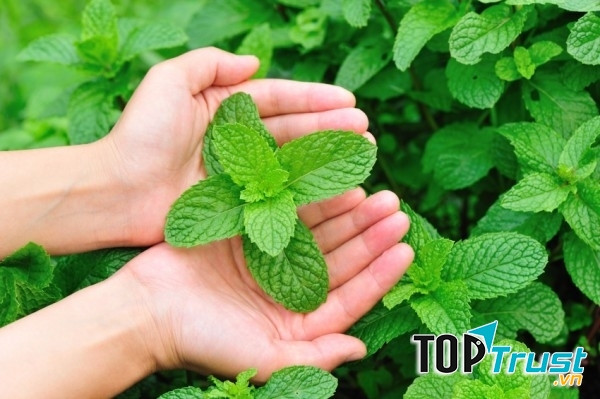 Bạc hà chữa buồn nôn hiệu quả
