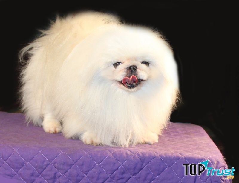 Bắc Kinh lai Nhật trắng . Ảnh minh họa.