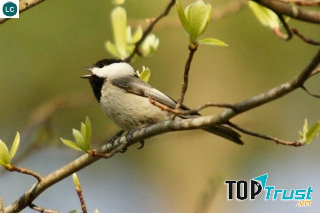 Bạc má mũ đen là loài chim nhỏ nhưng chắc nịch