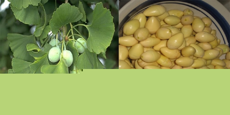 Bạch quả cũng có tác dụng làm giảm chóng mặt
