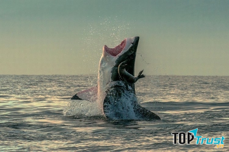 Vùng biển nhiều cá mập trắng.