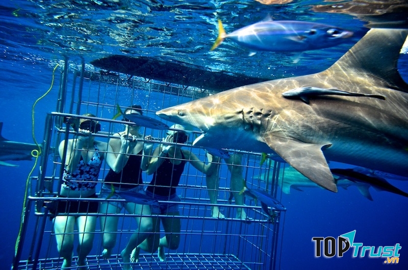 Gansbaai là nơi trú ngụ yêu thích của cá mập trắng