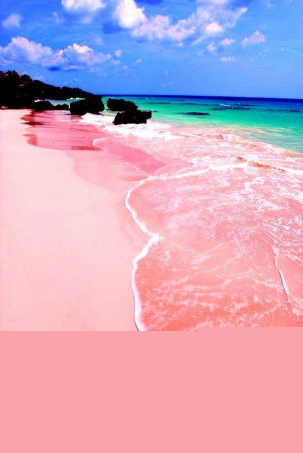 Bãi biển hồng Bonair - đảo Dutch, Carribean