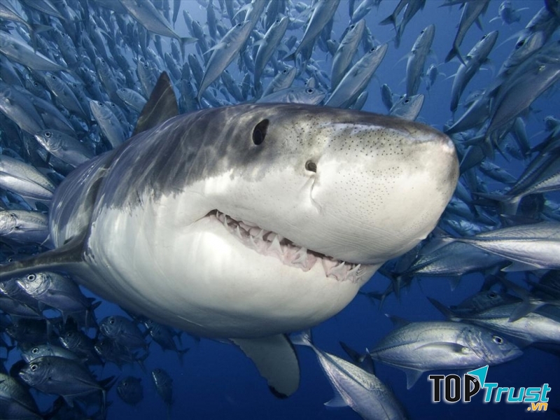 Những chú cá mập hung tợn.