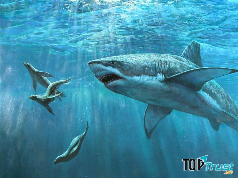 Bãi biển với nhiều loại cá mập trắng hung tợn