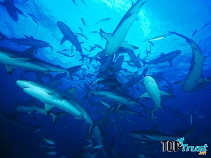 Ở đây có nhiều cá mập hung dữ
