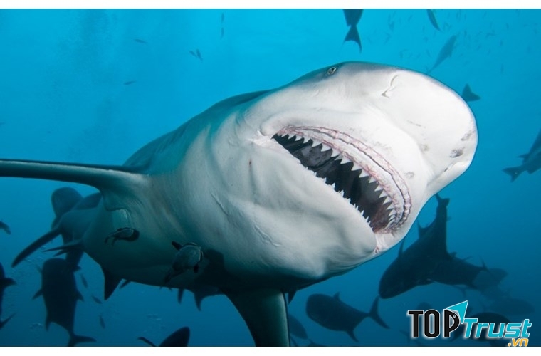 Những chú cá mập bò.