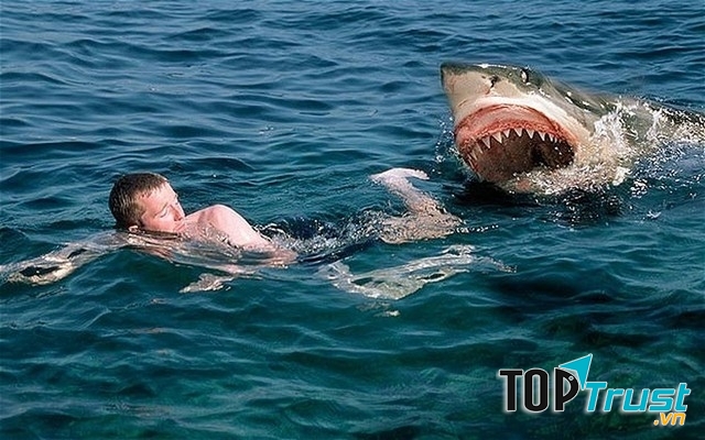 Bãi biển Queensland, Australia nhiều cá mập.