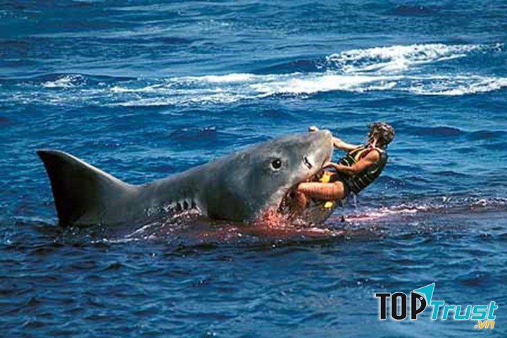 Brazil đã chiếm 89 vụ và 21 người chết do cá mập tấn công