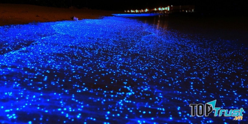 Bãi biển sao trên đảo Vaadhoo, Mandives