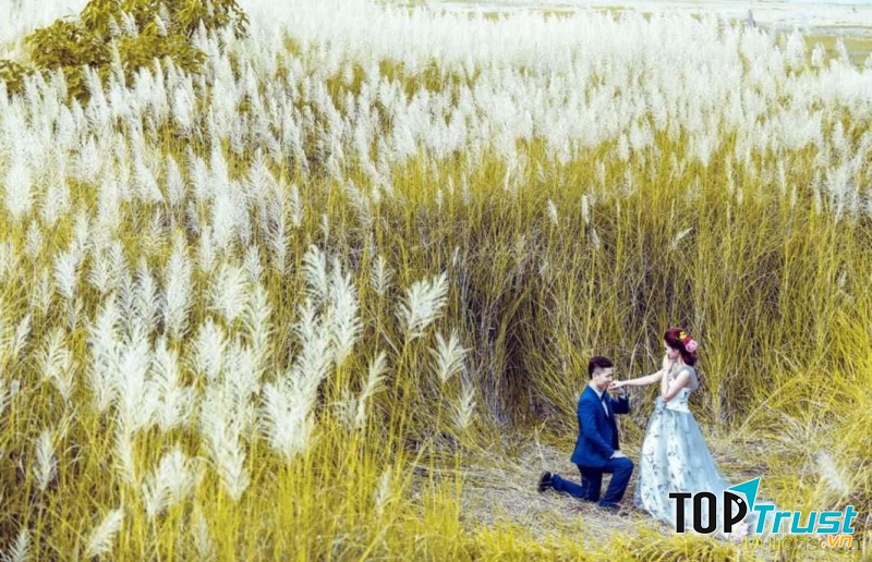 bãi cỏ Lau Sông Hồng