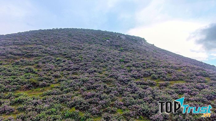 Đồi sim trên đường vào Bãi Lữ