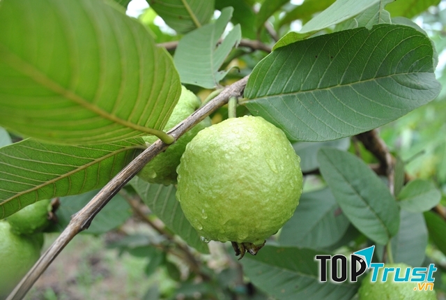 Ảnh minh họa (Nguồn internet)