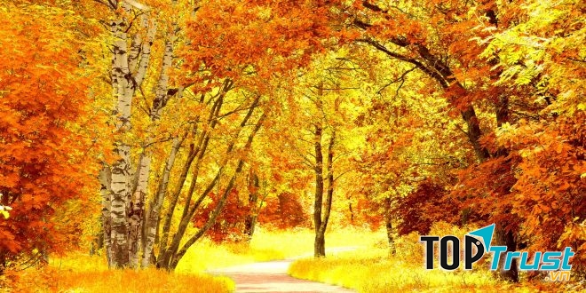 Ảnh minh họa (Nguồn internet)