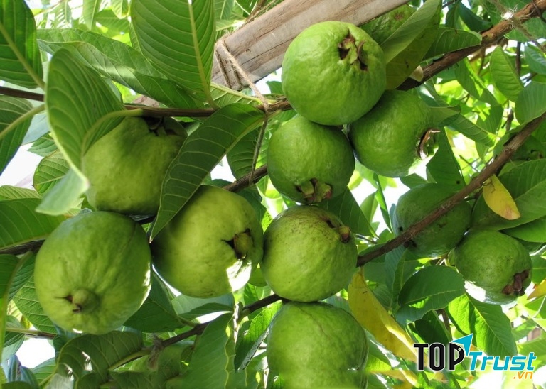 Ảnh minh họa (Nguồn internet)