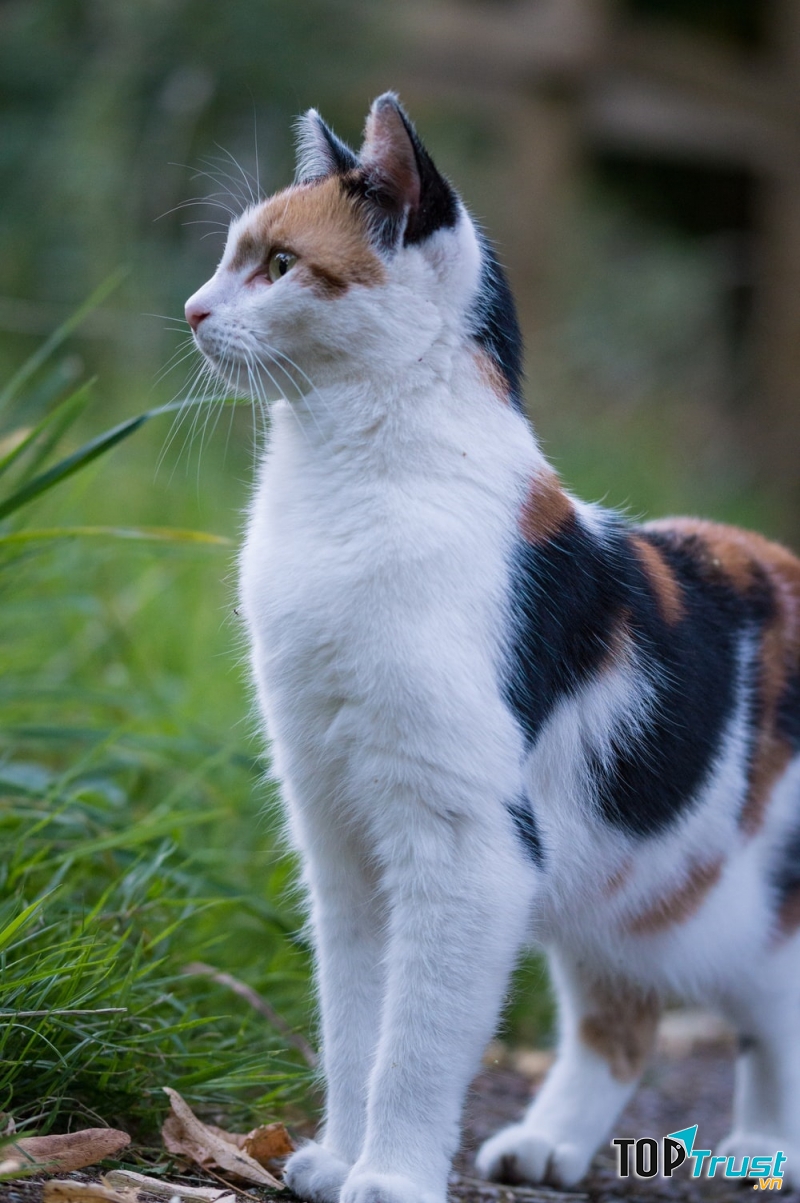 Meo Meo là một chú mèo tam thể có bộ lông gồm ba màu trắng, đen, vàng rất đẹp