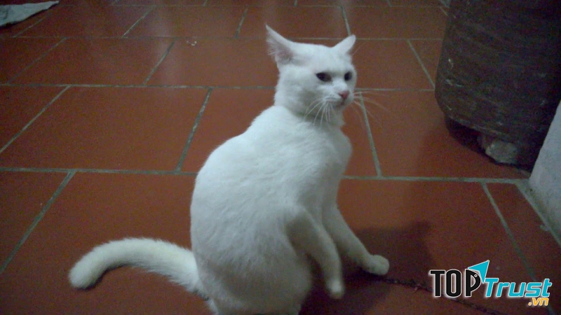 Nori có một bộ lông trắng muốt, mượt và sạch sẽ