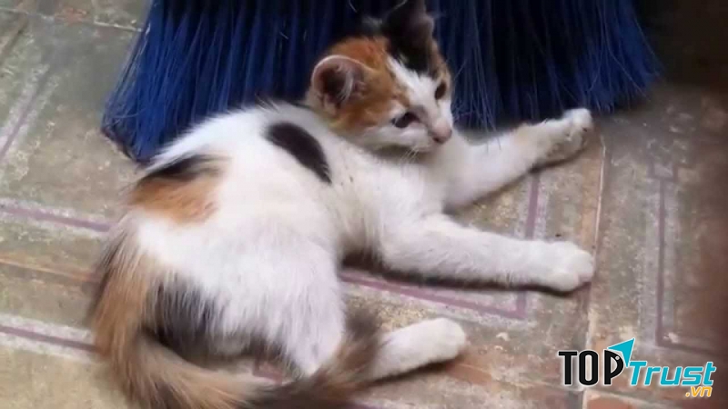 Em rất yêu mến Mi Mi