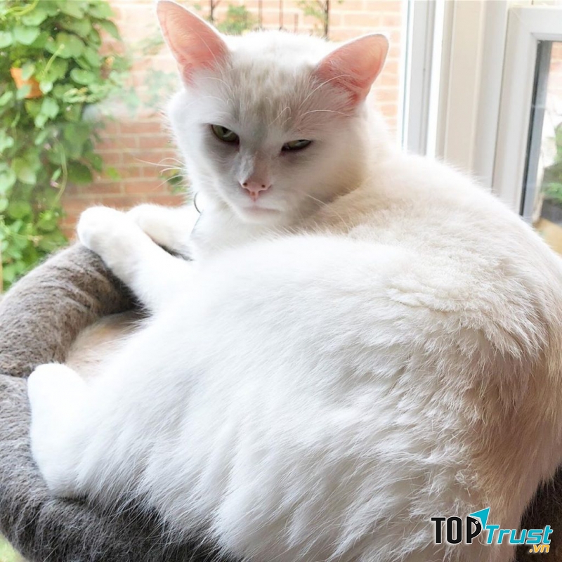 Chú mèo có bộ lông trắng muốt