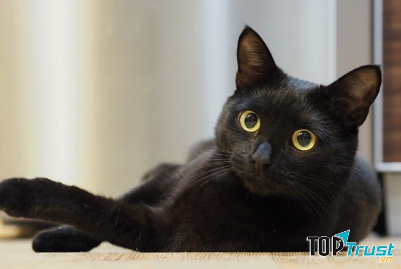 Vuốt tay lên người nó bàn tay như dịu đi bởi cài mượt mà của bộ lông dày