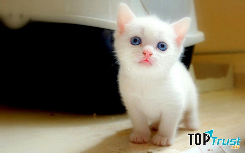 Mọi người trong nhà ai cũng yêu quý chú mèo