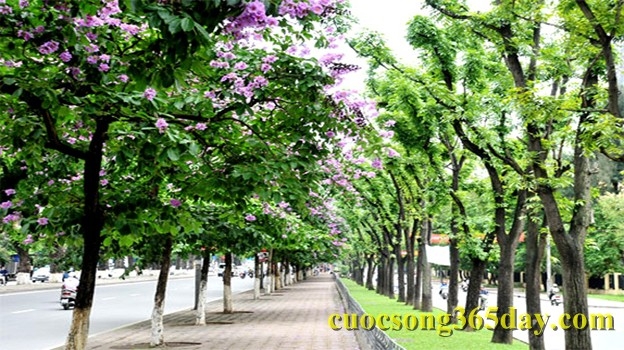 Ảnh minh họa ( nguồn cuocsong365day.com)