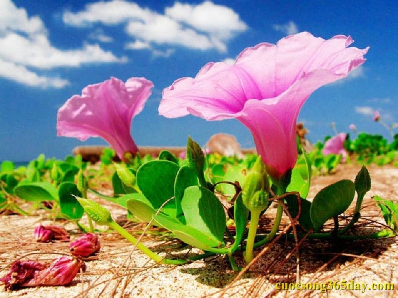 Ảnh minh họa ( nguồn cuocsong365day.com)