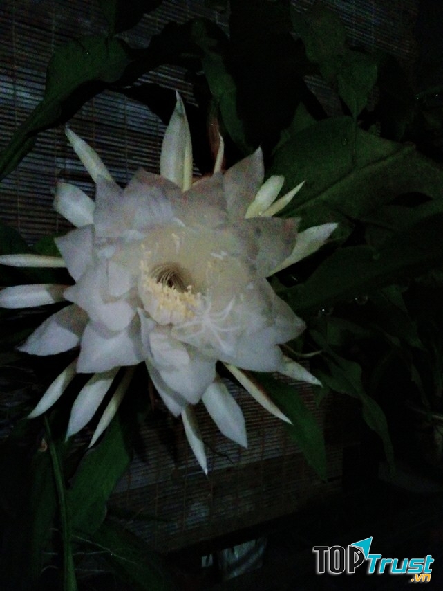 Ảnh minh họa (Nguyễn Hương)