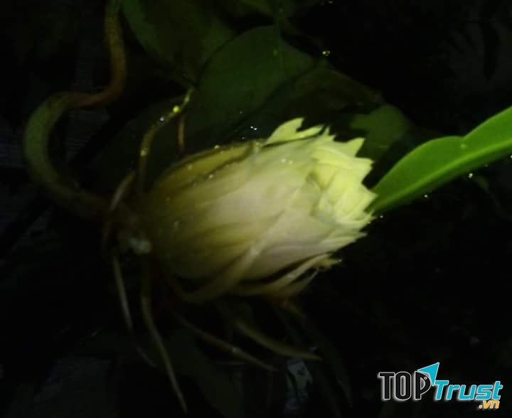 Ảnh minh họa (Nguyễn Hương)