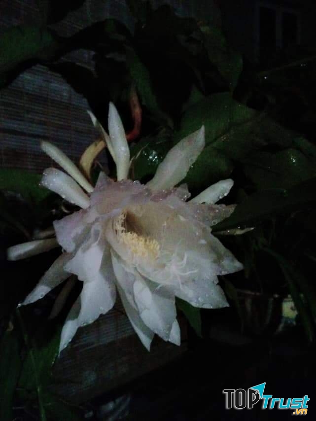 Ảnh minh họa (Nguyễn Hương)