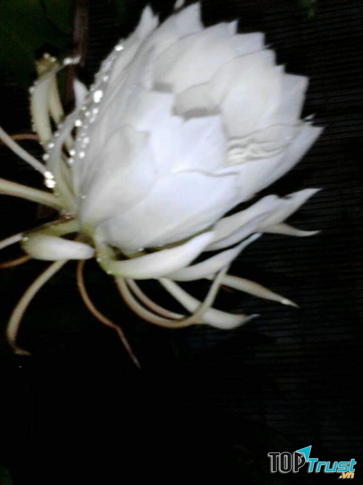 Ảnh minh họa (Nguyễn Hương)