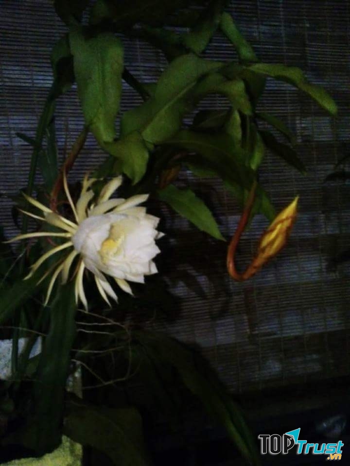 Ảnh minh họa (Nguyễn Hương)