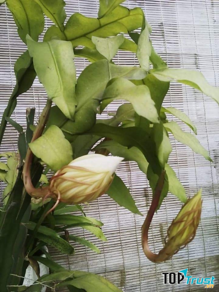 Ảnh minh họa (Nguyễn Hương)