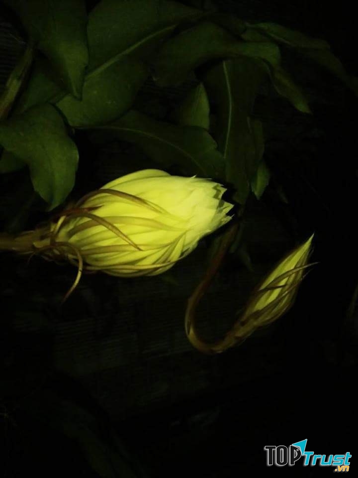 Ảnh minh họa (Nguyễn Hương)