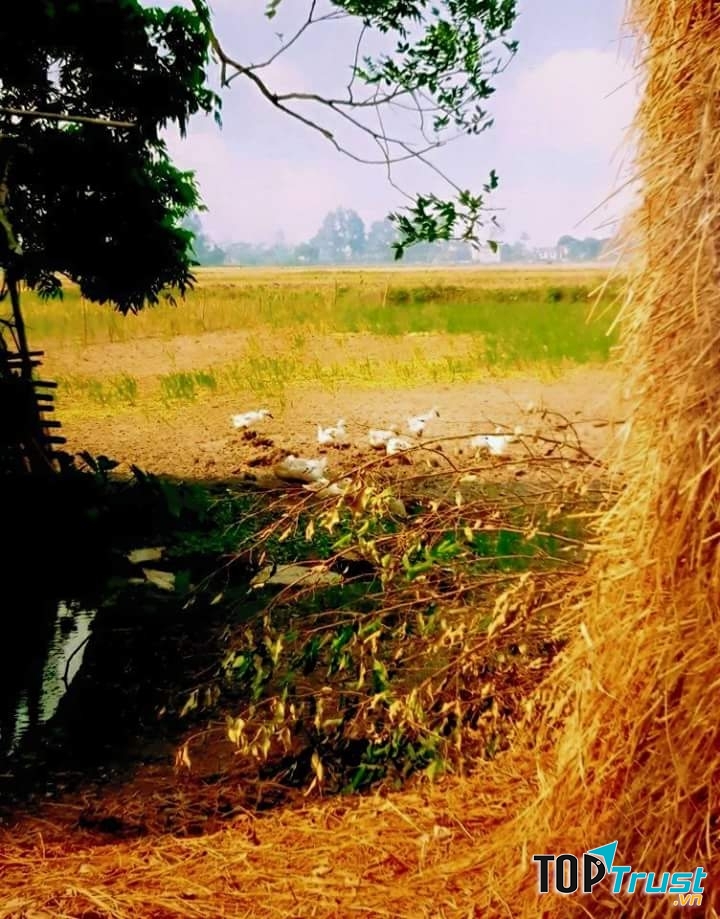 Ảnh minh họa Nguyễn Minh Tiến