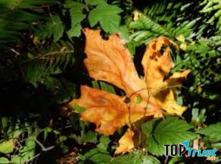 Ảnh minh họa (nguồn internet)