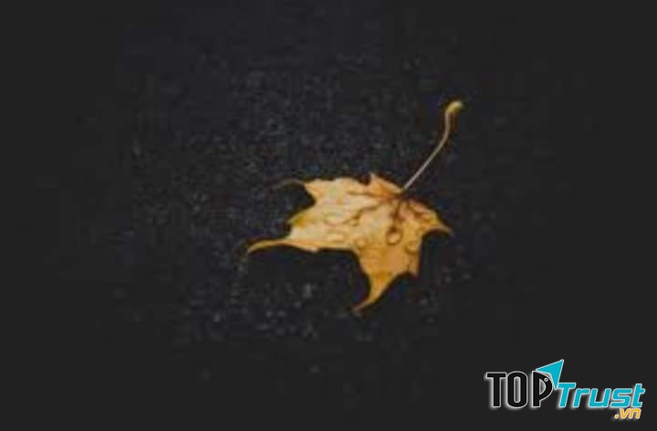 Ảnh minh họa (nguồn internet)