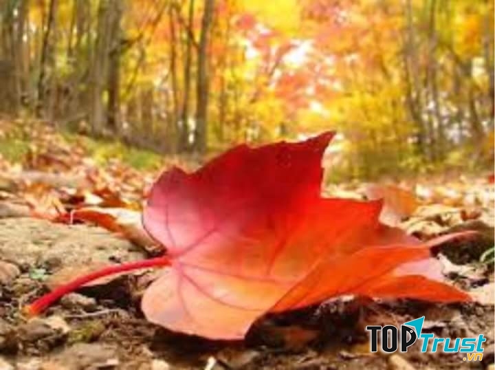 Ảnh minh họa (nguồn internet)