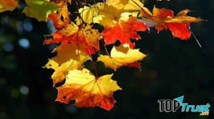 Ảnh minh họa (nguồn internet)