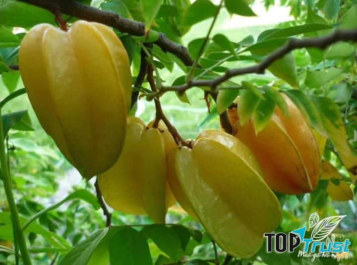 Ảnh minh họa (nguồn internet)