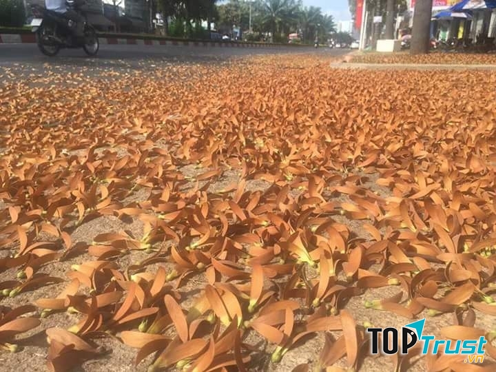 Ảnh minh họa ( nguồn internet)