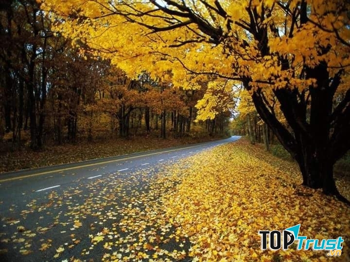 Ảnh minh họa ( nguồn internet)