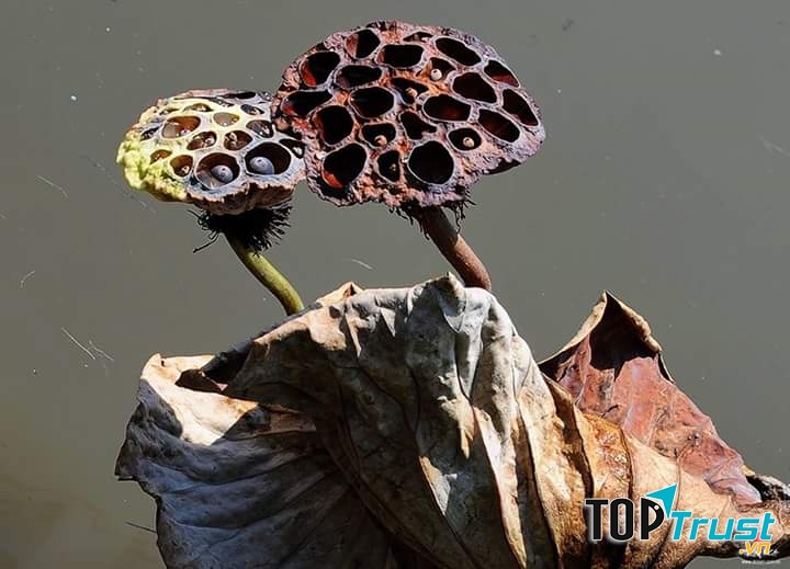 Ảnh minh họa ( nguồn internet)