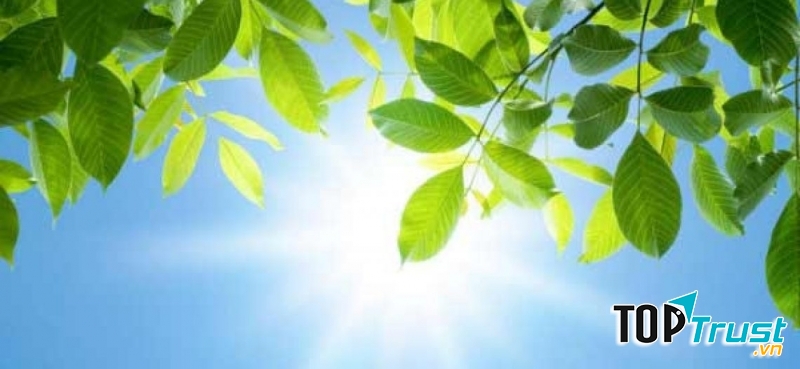 Ảnh minh họa (nguồn internet)