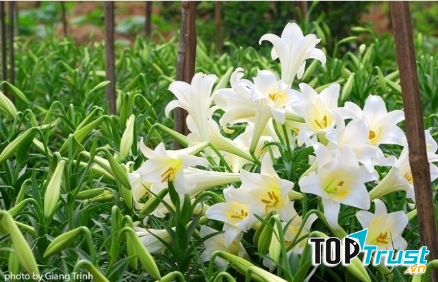 Ảnh minh họa (nguồn internet)