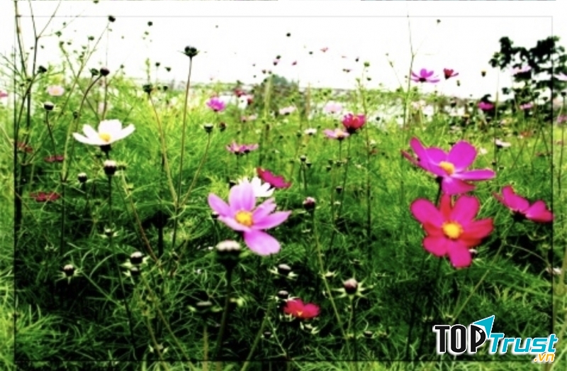 Ảnh minh họa (nguồn internet)