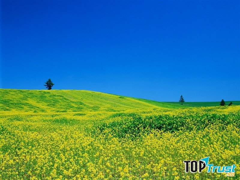 Ảnh minh họa (nguồn internet)